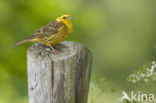 Yellowhammer (Emberiza citrinella)