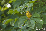 Yellowhammer (Emberiza citrinella)