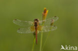 Geelvlekheidelibel (Sympetrum flaveolum)