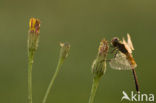 Geelvlekheidelibel (Sympetrum flaveolum)