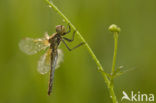 Geelvlekheidelibel (Sympetrum flaveolum)