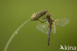 Geelvlekheidelibel (Sympetrum flaveolum)