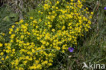 Gele bergsteenbreek (Saxifraga aizoides)