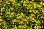 Yellow Mountain Saxifrage (Saxifraga aizoides)