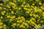 Yellow Mountain Saxifrage (Saxifraga aizoides)