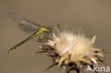 Gele rombout (Gomphus simillimus)