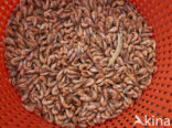 Common shrimp (Crangon crangon)