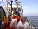 Common shrimp (Crangon crangon)