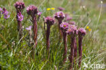 common houseleek (Sempervivum tectorum)