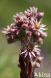 common houseleek (Sempervivum tectorum)