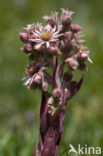 common houseleek (Sempervivum tectorum)