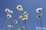 Gewone margriet (Leucanthemum vulgare)