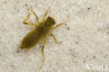 Gewone oeverlibel (Orthetrum cancellatum)