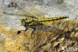 Black-tailed Skimmer (Orthetrum cancellatum)