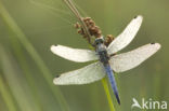 Black-tailed Skimmer (Orthetrum cancellatum)