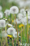 Gewone paardenbloem (Taraxacum officinale)