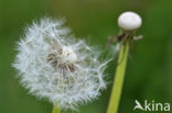 Common Dandelion (Taraxacum officinale)