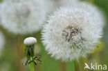 Common Dandelion (Taraxacum officinale)