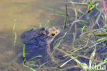 Gewone pad (Bufo bufo)