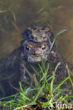 Gewone pad (Bufo bufo)