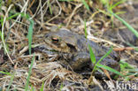 Gewone pad (Bufo bufo)