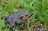 Gewone pad (Bufo bufo)