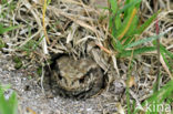 Gewone pad (Bufo bufo)