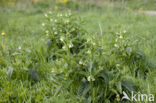 Common Comfrey (Symphytum officinale)