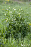 Common Comfrey (Symphytum officinale)