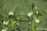 Gewone smeerwortel (Symphytum officinale)