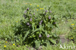 Common Comfrey (Symphytum officinale)