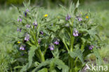 Common Comfrey (Symphytum officinale)