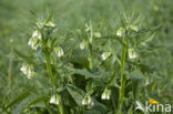 Common Comfrey (Symphytum officinale)