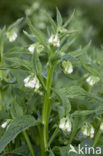 Common Comfrey (Symphytum officinale)