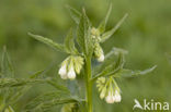 Gewone smeerwortel (Symphytum officinale)