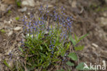 Gewone vleugeltjesbloem (Polygala vulgaris) 