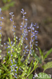 Gewone vleugeltjesbloem (Polygala vulgaris) 