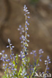 Gewone vleugeltjesbloem (Polygala vulgaris) 