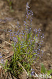 Gewone vleugeltjesbloem (Polygala vulgaris) 