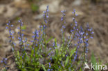 Gewone vleugeltjesbloem (Polygala vulgaris) 