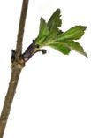 Elder (Sambucus nigra)