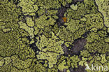 Yellow map lichen (Rhizocarpon geographicum)