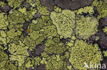 Yellow map lichen (Rhizocarpon geographicum)