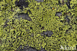 Yellow map lichen (Rhizocarpon geographicum)