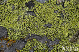 Yellow map lichen (Rhizocarpon geographicum)