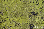 Yellow map lichen (Rhizocarpon geographicum)