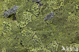 Gewoon landkaartmos (Rhizocarpon geographicum) 