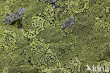 Yellow map lichen (Rhizocarpon geographicum)