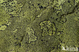 Yellow map lichen (Rhizocarpon geographicum)