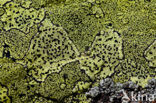 Yellow map lichen (Rhizocarpon geographicum)